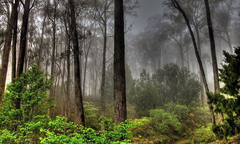 Обои лес, туман, заросли, forest, fog, thickets разрешение 1920x1200 Загрузить