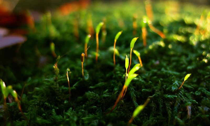 Обои макро, мох, растение, ростки, побеги, macro, moss, plant, sprouts, shoots разрешение 1920x1200 Загрузить