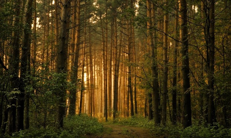 Обои восход, лес, утро, след,     дерево, sunrise, forest, morning, trail, tree разрешение 1920x1080 Загрузить