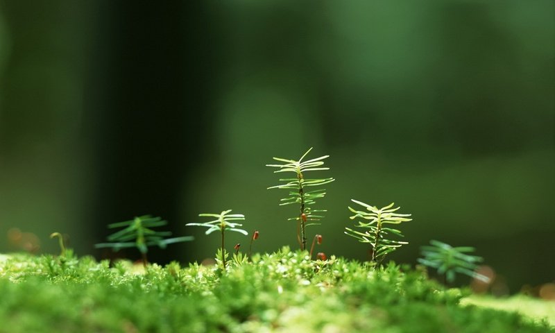 Обои трава, растения, макро, размытость, мох, росток, grass, plants, macro, blur, moss, rostock разрешение 1920x1200 Загрузить