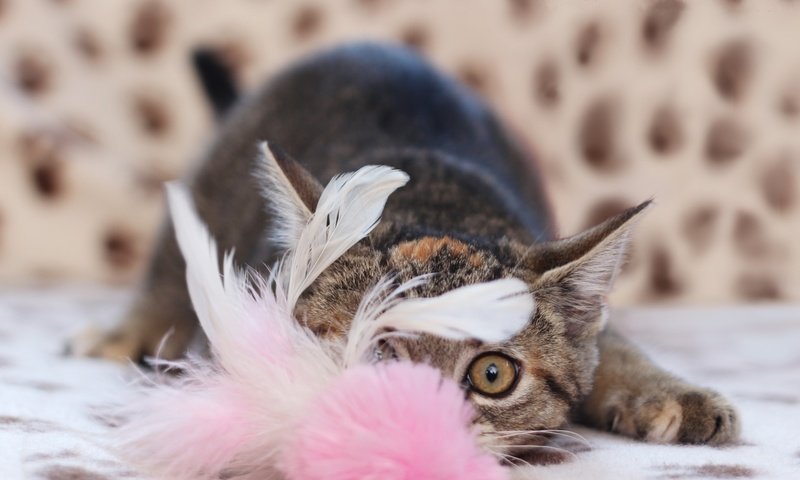 Обои кот, мордочка, кошка, взгляд, перья, cat, muzzle, look, feathers разрешение 1920x1200 Загрузить