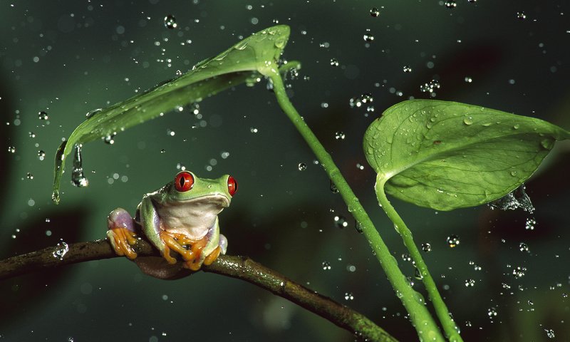 Обои вода, квакша, листья, животные, капли, лягушка, стебли, красноглазая, животно е, древесная лягушка, tree frog, water, treefrog, leaves, animals, drops, frog, stems, red-eyed разрешение 1920x1080 Загрузить