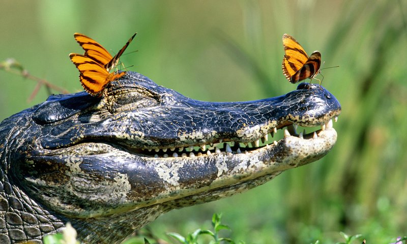 Обои зубы, бабочки, крокодил, пасть, teeth, butterfly, crocodile, mouth разрешение 1920x1080 Загрузить