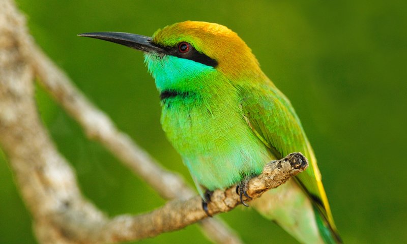 Обои ветка, листья, макро, животные, птица, оперение, животно е, branch, leaves, macro, animals, bird, tail разрешение 1920x1080 Загрузить