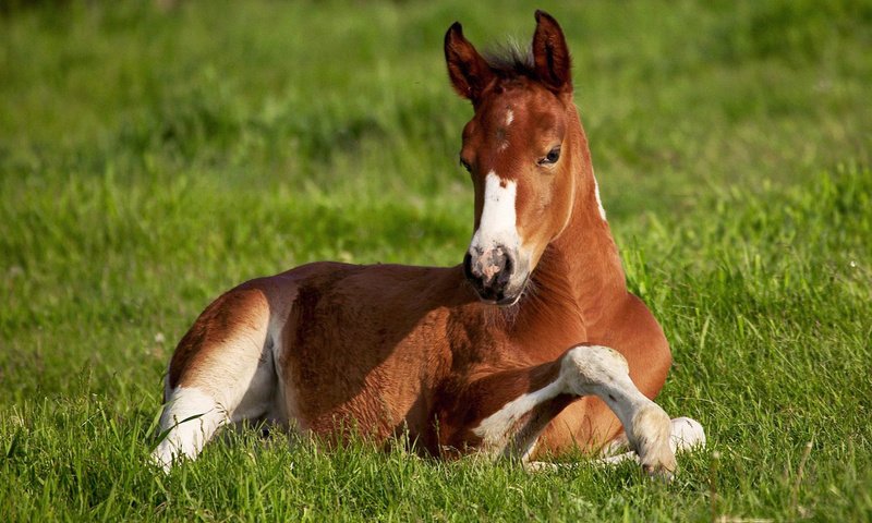 Обои лошадь, трава, фон, поле, зеленая, конь, жиребёнок, horse, grass, background, field, green, zherebenok разрешение 1920x1200 Загрузить