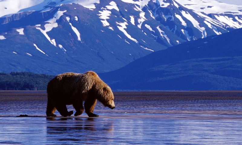 Обои морда, вода, горы, фон, лапы, медведь, face, water, mountains, background, paws, bear разрешение 1920x1200 Загрузить