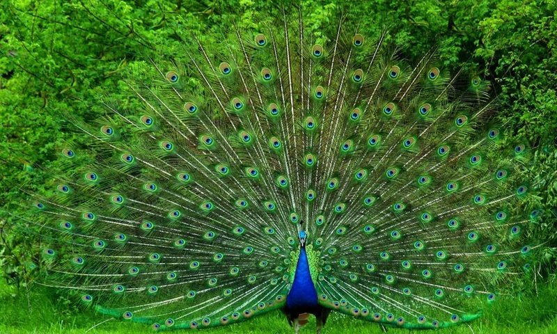 Обои птица, павлин, красивый, хвост, яркий, большой, bird, peacock, beautiful, tail, bright, large разрешение 1920x1280 Загрузить