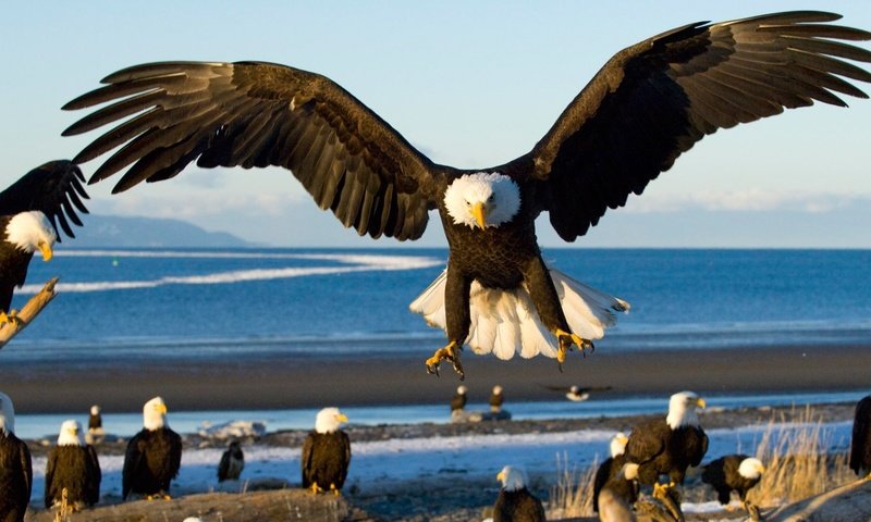 Обои море, крылья, орел, птицы, посадка, sea, wings, eagle, birds, landing разрешение 1920x1080 Загрузить