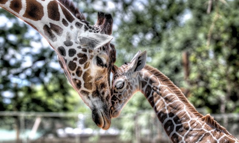 Обои нежность, мама, малыш, жираф, детеныш, tenderness, mom, baby, giraffe, cub разрешение 1920x1200 Загрузить