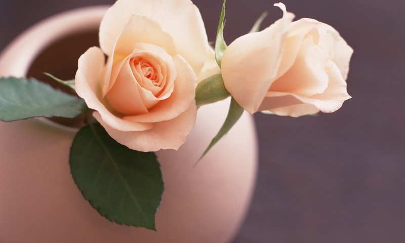Обои цветы, листья, розы, роза, лепестки, розовые, ваза, flowers, leaves, roses, rose, petals, pink, vase разрешение 2560x1920 Загрузить