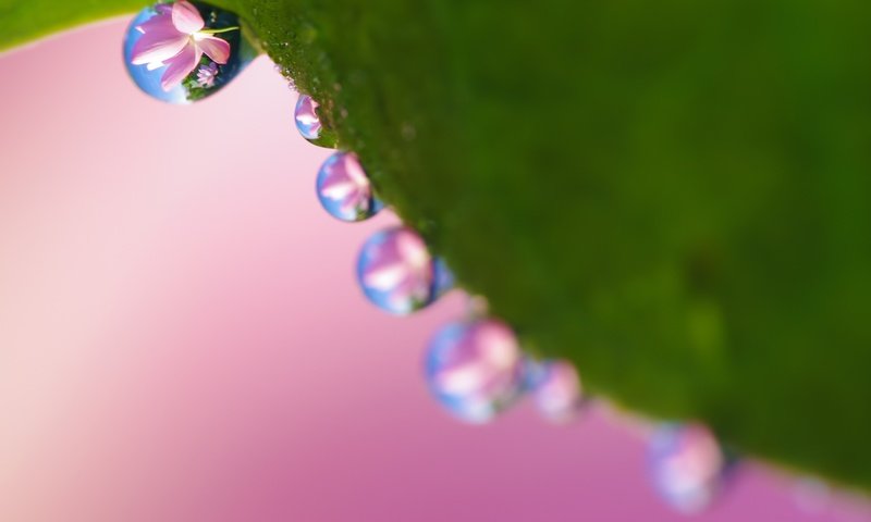 Обои природа, макро, отражение, роса, капли, лист, nature, macro, reflection, rosa, drops, sheet разрешение 2048x1280 Загрузить