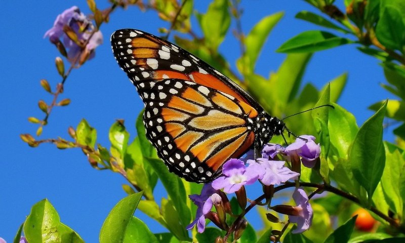 Обои листья, цветок, лето, бабочка, leaves, flower, summer, butterfly разрешение 1920x1080 Загрузить