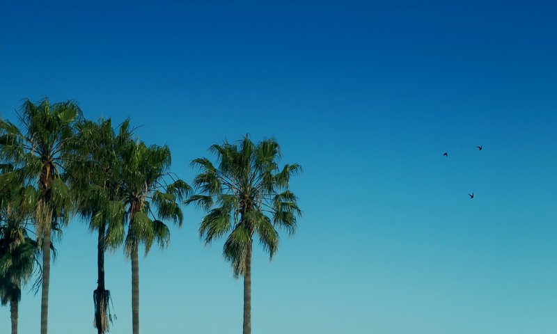 Обои небо, пальмы, птицы, the sky, palm trees, birds разрешение 1920x1200 Загрузить