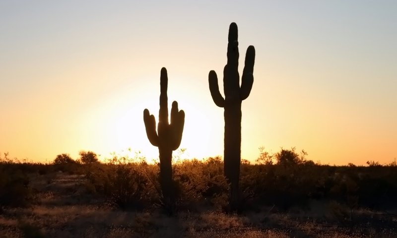 Обои природа, закат, горизонт, пустыня, кактус, кактусы, nature, sunset, horizon, desert, cactus, cacti разрешение 1920x1080 Загрузить