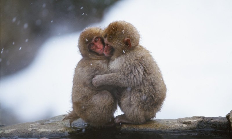 Обои обезьянки, monkeys разрешение 1920x1200 Загрузить