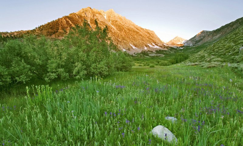 Обои цветы, трава, горы, зелень, кустарник, flowers, grass, mountains, greens, shrub разрешение 1920x1200 Загрузить