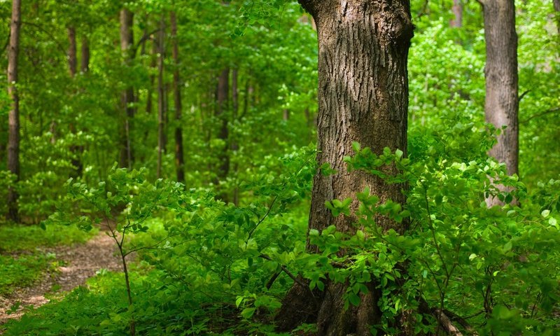 Обои трава, деревья, природа, зелень, лес, листья, ветки, листва, grass, trees, nature, greens, forest, leaves, branches, foliage разрешение 2560x1600 Загрузить