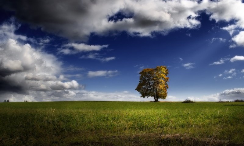 Обои небо, облака, дерево, пейзаж, поле, the sky, clouds, tree, landscape, field разрешение 1920x1080 Загрузить