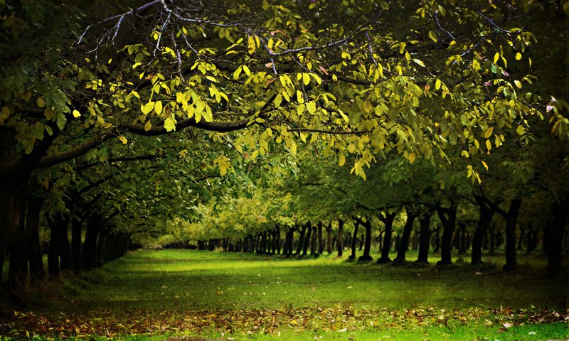 Обои деревья, листья, зеленое, золотистые, trees, leaves, green, golden разрешение 2560x1600 Загрузить