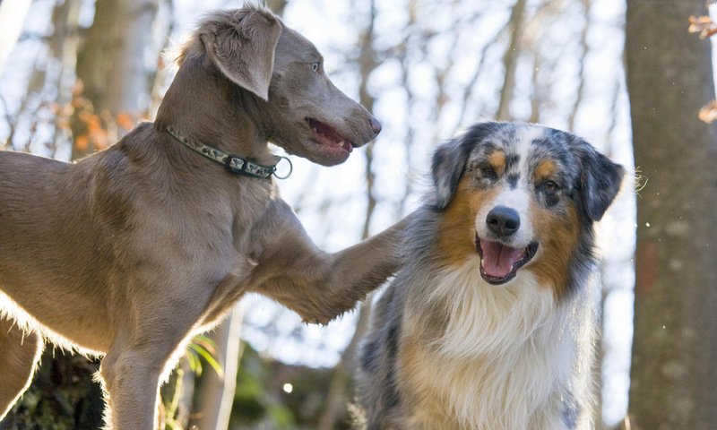 Обои пара, лабрадор, собаки, австралийская овчарка, pair, labrador, dogs, australian shepherd разрешение 1920x1200 Загрузить