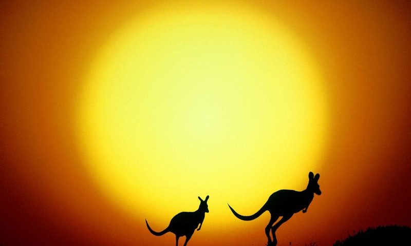 Обои солнце, силуэты, австралия, кенгуру, the sun, silhouettes, australia, kangaroo разрешение 1920x1440 Загрузить