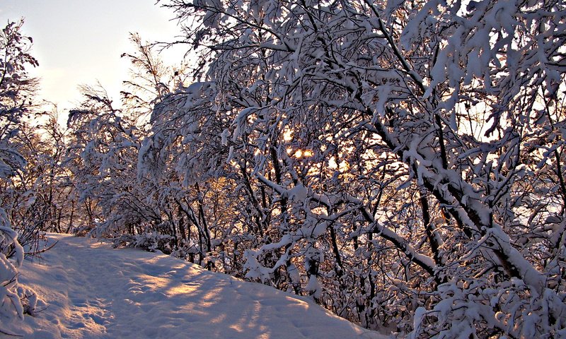 Обои деревья, снег, зима, ветки, trees, snow, winter, branches разрешение 1920x1080 Загрузить