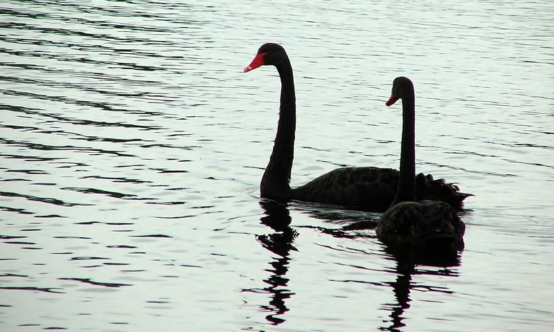 Обои вода, птицы, лебедь, черный лебедь, water, birds, swan, black swan разрешение 1920x1200 Загрузить