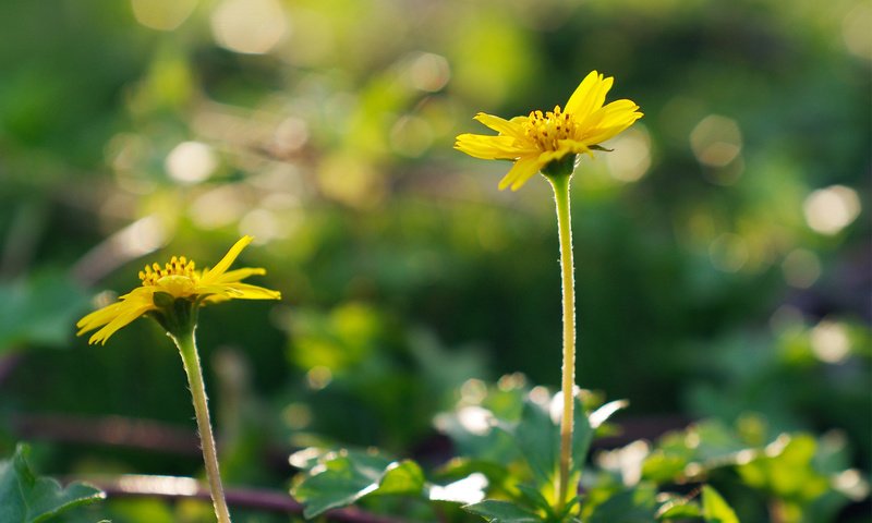 Обои цветы, природа, макро, лепестки, стебли, желтый цветок, flowers, nature, macro, petals, stems, yellow flower разрешение 1920x1200 Загрузить