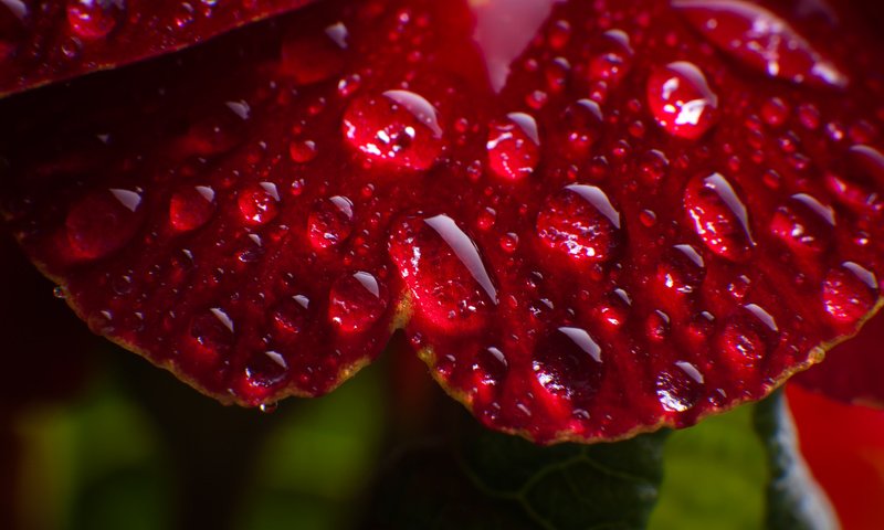 Обои цветок, роса, капли, flower, rosa, drops разрешение 1920x1200 Загрузить