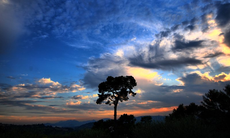 Обои небо, облака, дерево, закат, the sky, clouds, tree, sunset разрешение 1920x1080 Загрузить