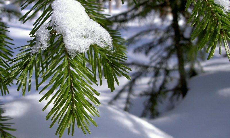 Обои ветка, снег, хвоя, зима, макро, иголки, branch, snow, needles, winter, macro разрешение 1920x1080 Загрузить