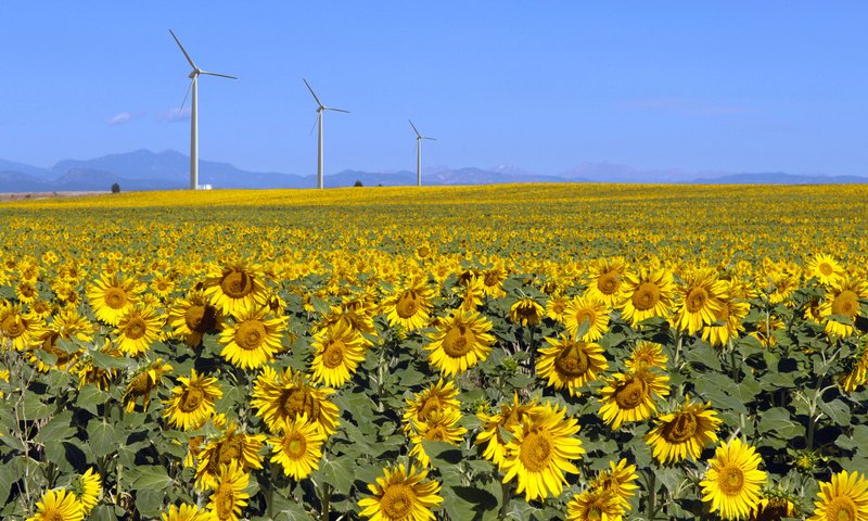 Обои поле, лето, подсолнухи, солнечно, field, summer, sunflowers, sunny разрешение 1920x1080 Загрузить