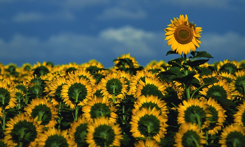 Обои небо, цветы, поле, подсолнухи, the sky, flowers, field, sunflowers разрешение 1920x1080 Загрузить