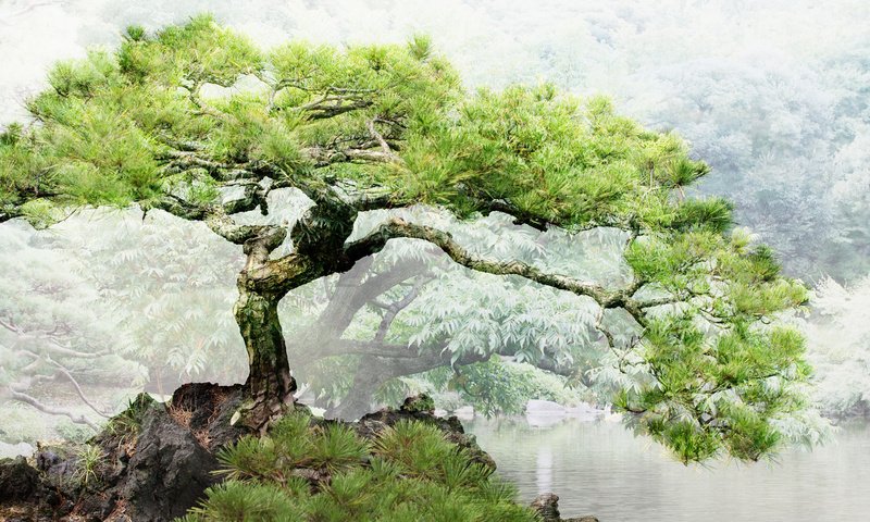 Обои пейзаж, бансай, сосна,     дерево, landscape, bonsai, pine, tree разрешение 1920x1080 Загрузить