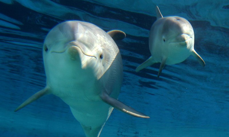 Обои животные, дельфины, дельфин, подводный мир, animals, dolphins, dolphin, underwater world разрешение 1920x1080 Загрузить