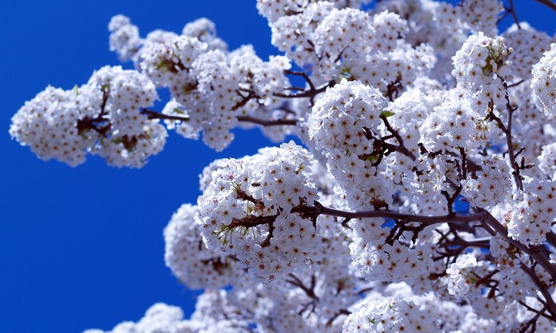 Обои небо, цветение, ветки, весна, the sky, flowering, branches, spring разрешение 1920x1080 Загрузить