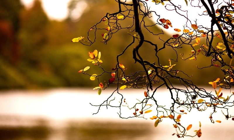 Обои ветка, природа, дерево, осень, branch, nature, tree, autumn разрешение 2560x1600 Загрузить