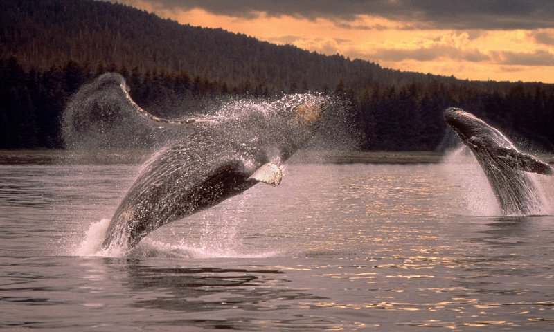 Обои море, прыжок, кит, горбатый кит, sea, jump, kit, humpback whale разрешение 1920x1080 Загрузить