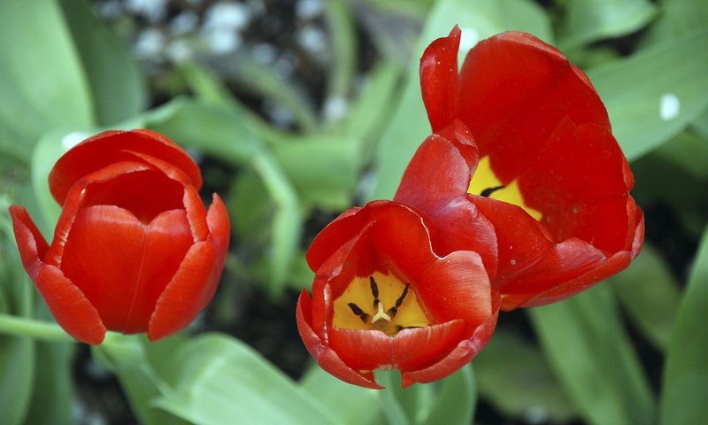 Обои тюльпан, tulip разрешение 1920x1200 Загрузить