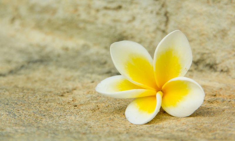 Обои желтый, цветок, белый, плюмерия, франжипани, yellow, flower, white, plumeria, frangipani разрешение 2560x1440 Загрузить