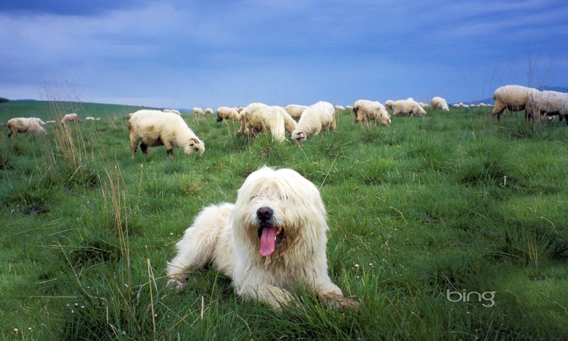 Обои трава, собака, овцы, grass, dog, sheep разрешение 1920x1200 Загрузить