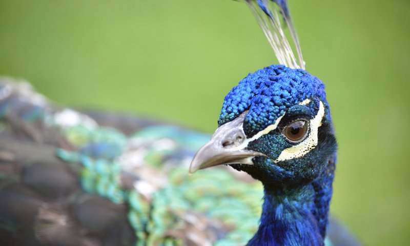 Обои птица, клюв, павлин, перья, крупным планом, bird, beak, peacock, feathers, closeup разрешение 1920x1200 Загрузить