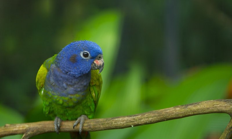 Обои ветка, птица, перья, ствол, окрас, попугай, branch, bird, feathers, trunk, color, parrot разрешение 2560x1600 Загрузить