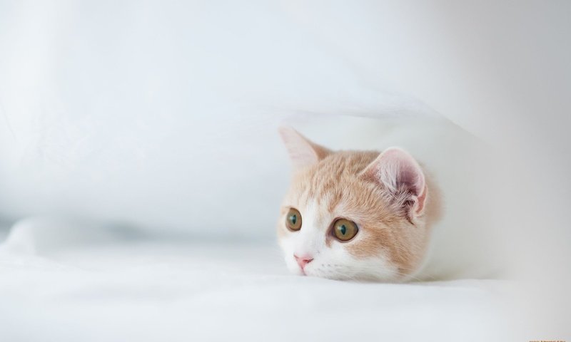 Обои кошка, котенок, ben torode, бен тород, ханна, лежит на белых простынях, cat, kitty, ben torod, hannah, lying on white sheets разрешение 2048x1259 Загрузить