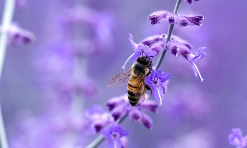 Обои макро, цветок, насекомые, пчела, macro, flower, insects, bee разрешение 1920x1200 Загрузить