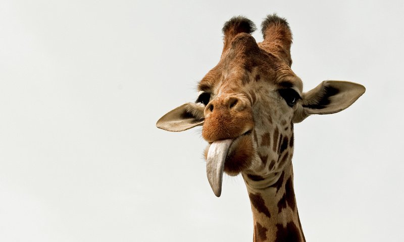 Обои животное, язык, жираф, рожки, шея, animal, language, giraffe, horns, neck разрешение 1920x1200 Загрузить