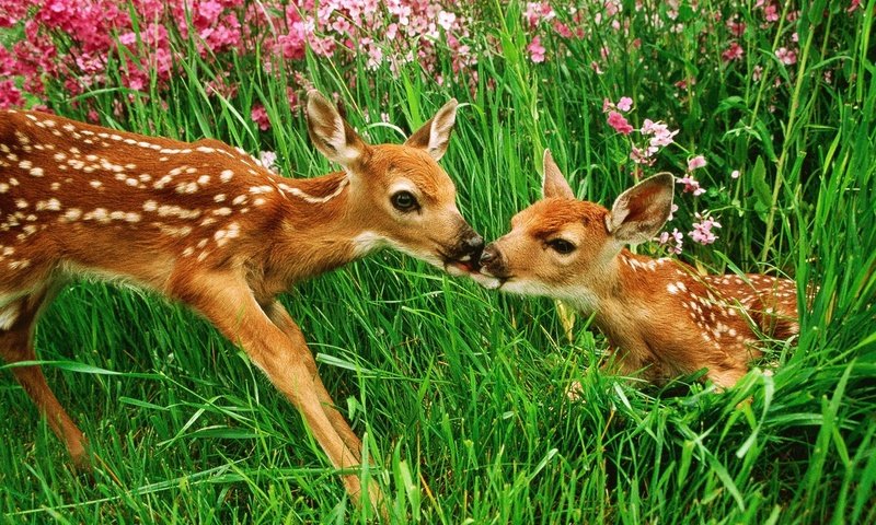 Обои цветы, трава, луг, олени, поцелуй, бэмби, flowers, grass, meadow, deer, kiss, bambi разрешение 1920x1200 Загрузить