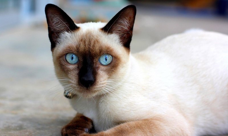 Обои кошка, сиамская, голубоглазая, сиамская кошечка, cat, siamese, blue-eyed, siamese cat разрешение 1920x1200 Загрузить