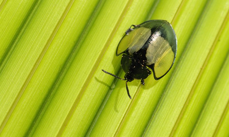 Обои жук, макро, насекомое, лист, beetle, macro, insect, sheet разрешение 1920x1080 Загрузить