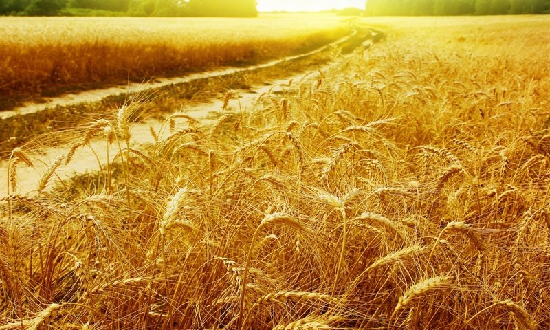 Обои лучи, пейзаж, поле, колосья, пшеница, колоски, золотые, golden field, rays, landscape, field, ears, wheat, spikelets, gold разрешение 1920x1333 Загрузить